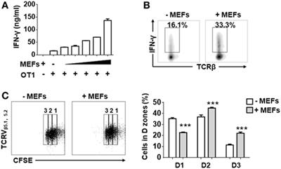 Embryonic Fibroblasts Promote Antitumor Cytotoxic Effects of CD8+ T Cells